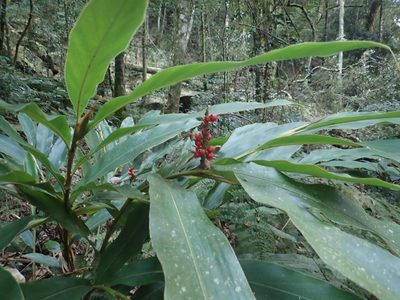 Alpinia shimadae, photographed by 呂一起(Lyu yi-chi)
