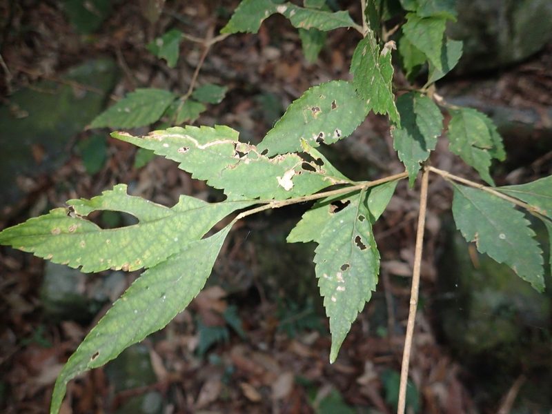 Callicarpa randaiensis, photographed by 呂一起(Lyu yi-chi)