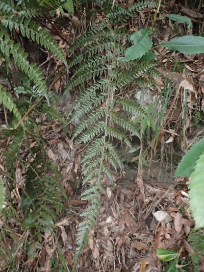 Polystichum biaristatum, photographed by 呂一起(Lyu yi-chi)