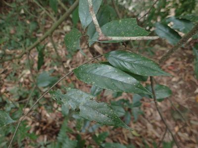 Castanopsis kawakamii, photographed by 呂一起(Lyu yi-chi)