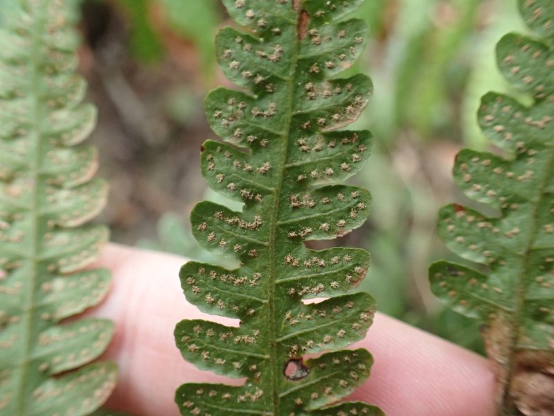 Pleocnemia submembranacea, photographed by 呂一起(Lyu yi-chi)