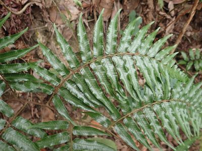 Gymnosphaera podophylla, photographed by 呂一起(Lyu yi-chi)