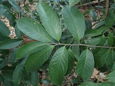 Symplocos theophrastifolia, photographed by 呂一起(Lyu yi-chi)