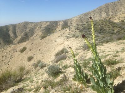 Streptanthus inflatus, photographed by Adam J. Searcy