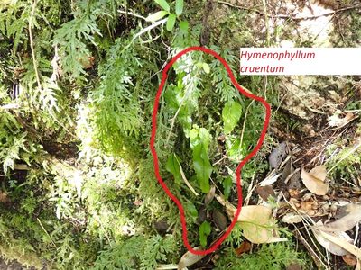 Hymenophyllum cruentum, photographed by John Brew