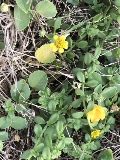 Melanthera integrifolia, photographed by Sonny Gamponia