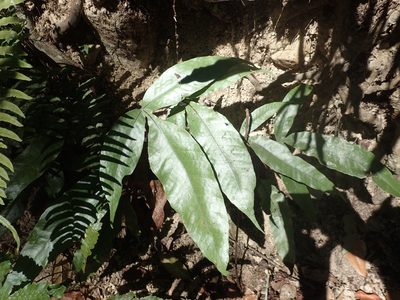 Tectaria harlandii, photographed by 呂一起(Lyu yi-chi)