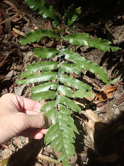 Microlepia calvescens, photographed by 呂一起(Lyu yi-chi)