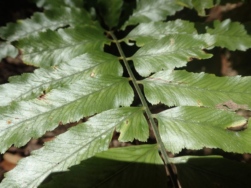 Microlepia calvescens, photographed by 呂一起(Lyu yi-chi)