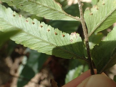Microlepia calvescens, photographed by 呂一起(Lyu yi-chi)