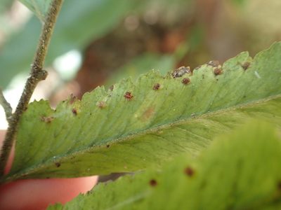Microlepia calvescens, photographed by 呂一起(Lyu yi-chi)