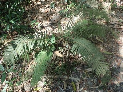Sphaerostephanos taiwanensis, photographed by 呂一起(Lyu yi-chi)