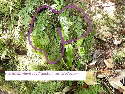Hymenophyllum caudatum, photographed by John Brew