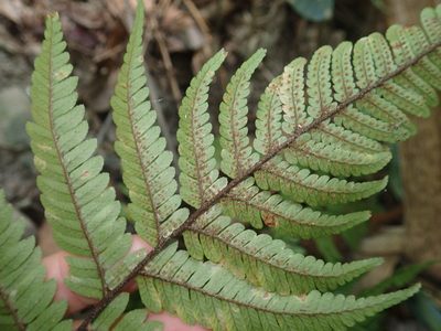 Dryopteris sordidipes, photographed by 呂一起(Lyu yi-chi)