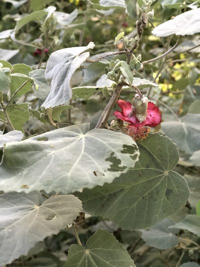 Abutilon menziesii, photographed by Sonny Gamponia