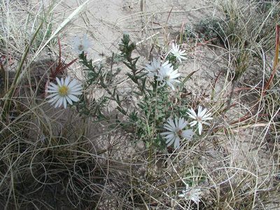 Symphyotrichum falcatum, photographed by Colin Croft
