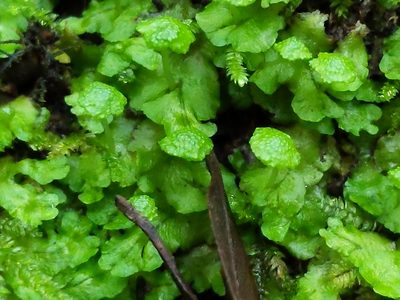 Cryptomitrium tenerum, photographed by Ken-ichi Ueda
