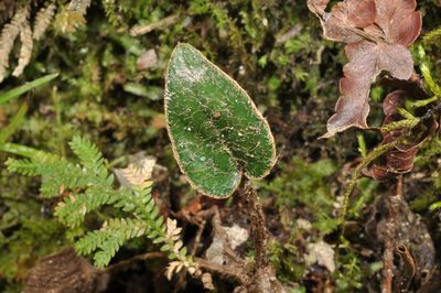 Ainsliaea fragrans, photographed by Pieter Pelser