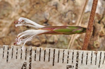 Ainsliaea fragrans, photographed by Pieter Pelser