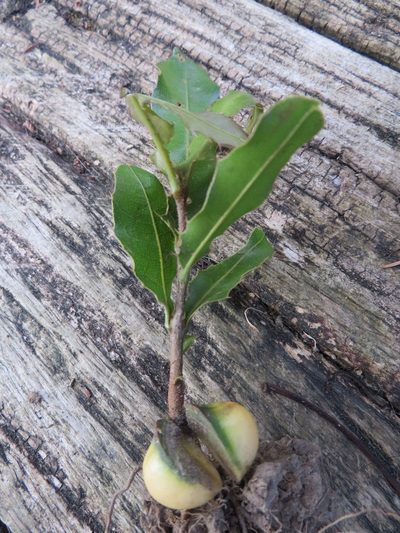 Macadamia tetraphylla, photographed by Jenny Christianson