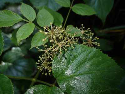 Aralia cordata, photographed by 呂一起(Lyu yi-chi)