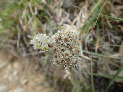 Anaphalis royleana, photographed by 呂一起(Lyu yi-chi)