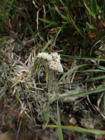 Anaphalis royleana, photographed by 呂一起(Lyu yi-chi)