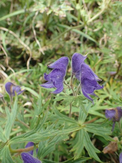 Aconitum fukutomei, photographed by 呂一起(Lyu yi-chi)