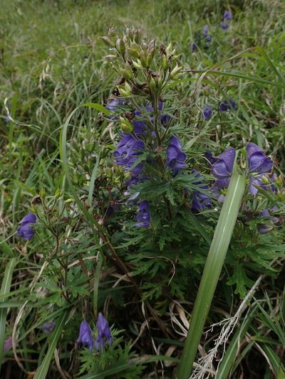Aconitum fukutomei, photographed by 呂一起(Lyu yi-chi)