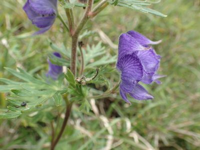 Aconitum fukutomei, photographed by 呂一起(Lyu yi-chi)