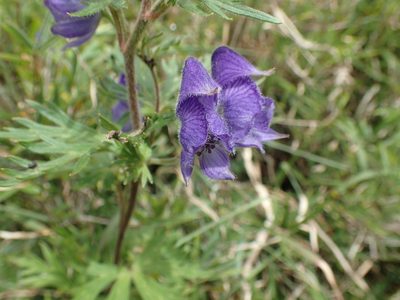 Aconitum fukutomei, photographed by 呂一起(Lyu yi-chi)