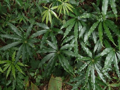 Heptapleurum taiwanianum, photographed by 呂一起(Lyu yi-chi)