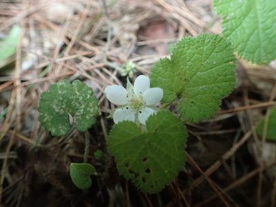 Rubus pectinellus, photographed by 呂一起(Lyu yi-chi)