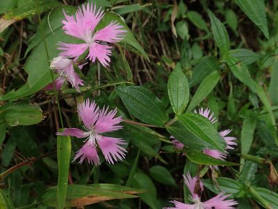 Dianthus pygmaeus, photographed by 呂一起(Lyu yi-chi)