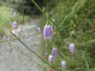 Adenophora triphylla, photographed by 呂一起(Lyu yi-chi)