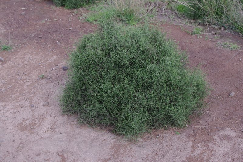 Maireana microphylla, photographed by coenobita