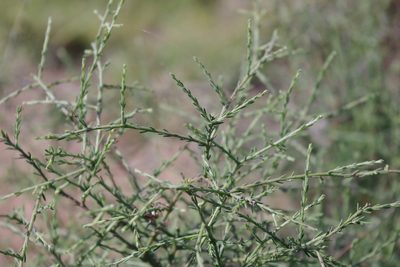 Maireana microphylla, photographed by coenobita