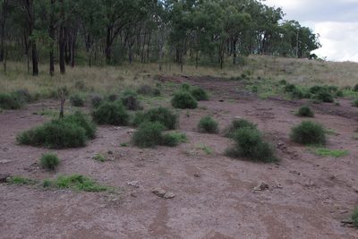 Maireana microphylla, photographed by coenobita