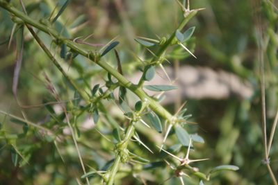 Sclerolaena muricata, photographed by coenobita