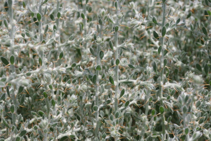 Sclerolaena birchii, photographed by coenobita