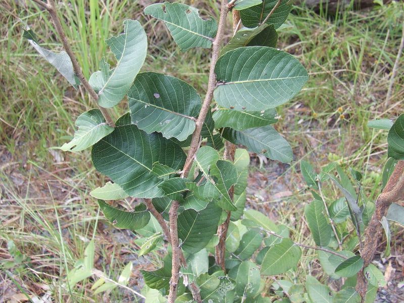 Parinari nonda, photographed by coenobita