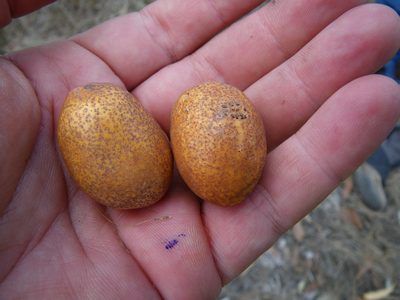 Parinari nonda, photographed by coenobita