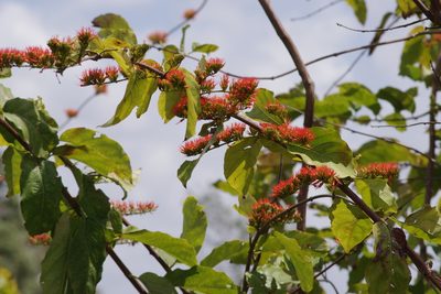 Combretum paniculatum, photographed by coenobita