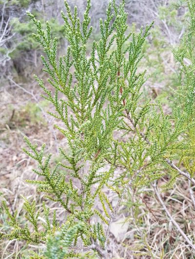 Juniperus foetidissima, photographed by Татьяна Прозорова