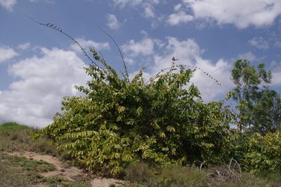 Combretum paniculatum, photographed by coenobita