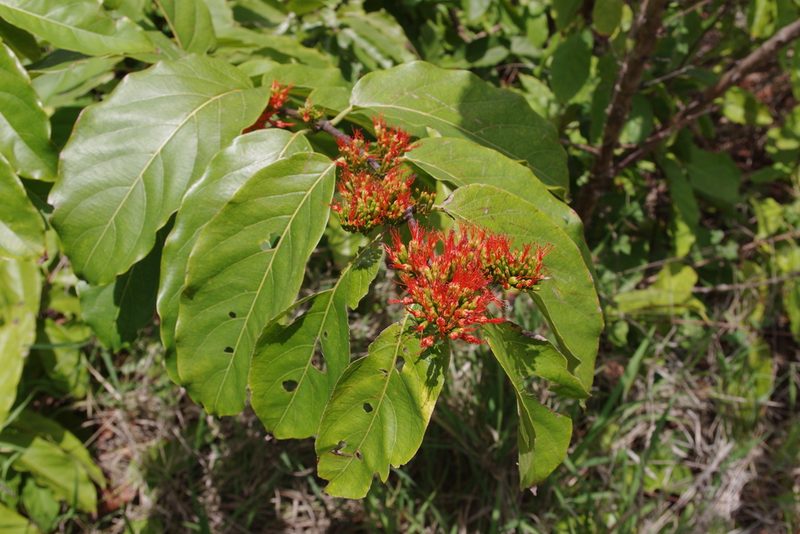 Combretum paniculatum, photographed by coenobita