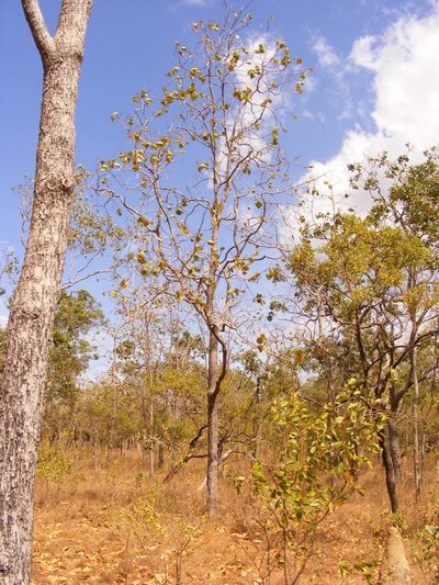 Terminalia platyphylla, photographed by coenobita