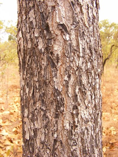 Terminalia platyphylla, photographed by coenobita