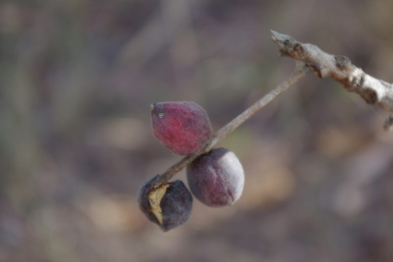 Terminalia platyphylla, photographed by coenobita
