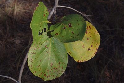 Terminalia platyphylla, photographed by coenobita